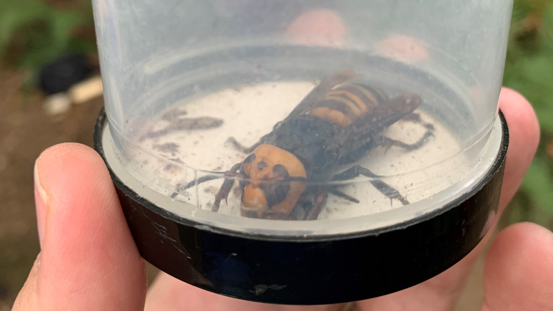 Eradicated Asian Giant Hornet Nest In Whatcom County Times Larger