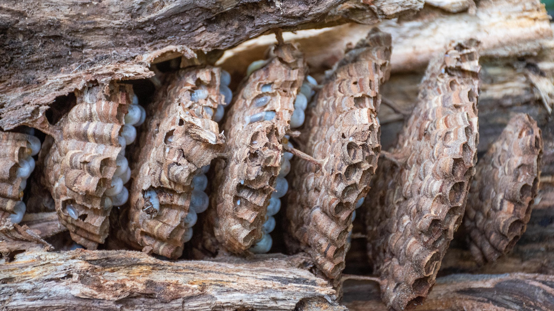 Eradicated Asian Giant Hornet Nest In Whatcom County Times Larger