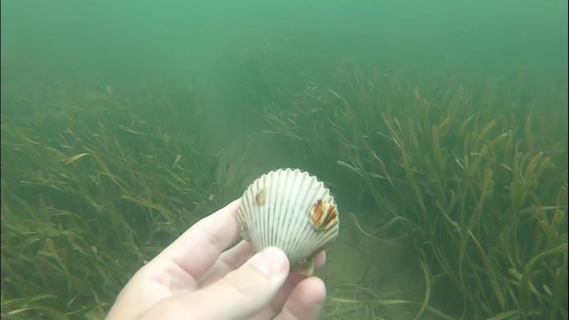 After a bad year last season, charter captains say bookings are up for bay scallop season. Precautions are being made to ensure safety during the pandemic.