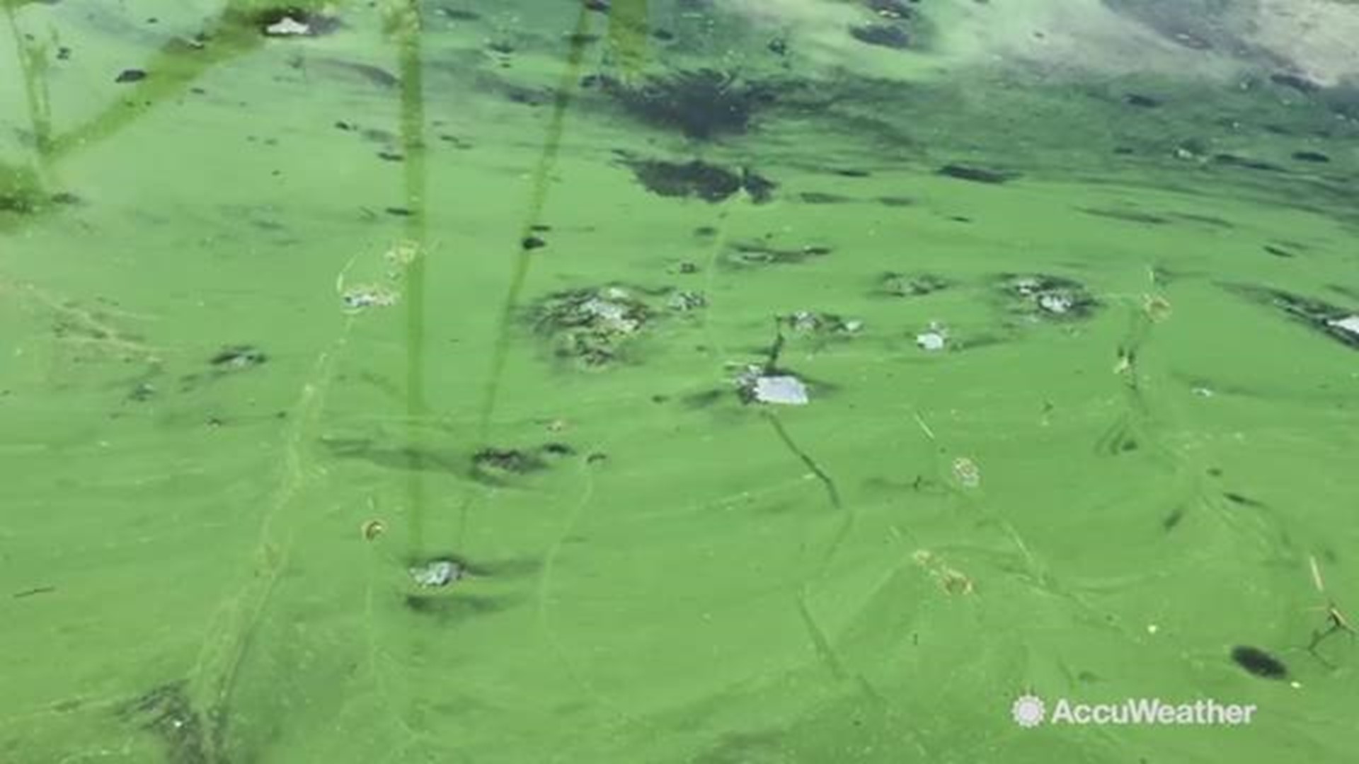 What risks do algal blooms pose to humans and animals?