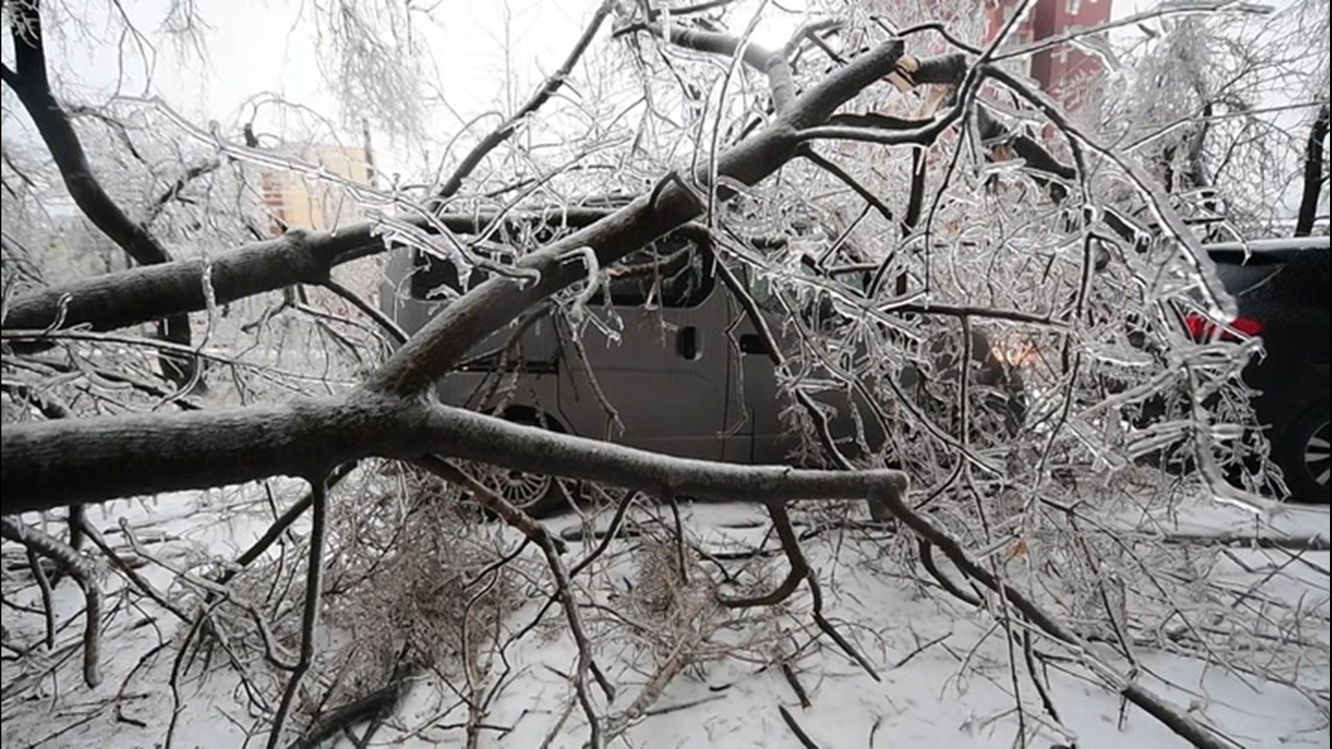 Freezing rain caused ice to form on trees and power lines in Vladivostok, Russia, on Nov. 19. The weight of the ice caused them to go down, blocking roads and knocking out power in the city.