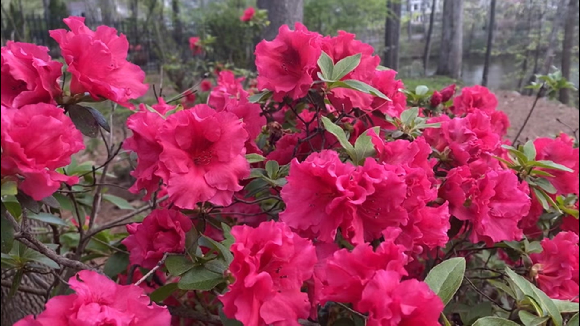 Perfect timing as azaleas bloom for the Masters