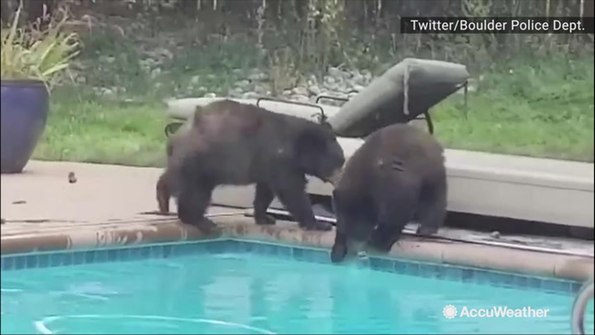 Before a snowstorm buried the city of Boulder, Colorado, on Oct. 10, it was warm enough for these bears to enjoy their own version of a swimming pool party.