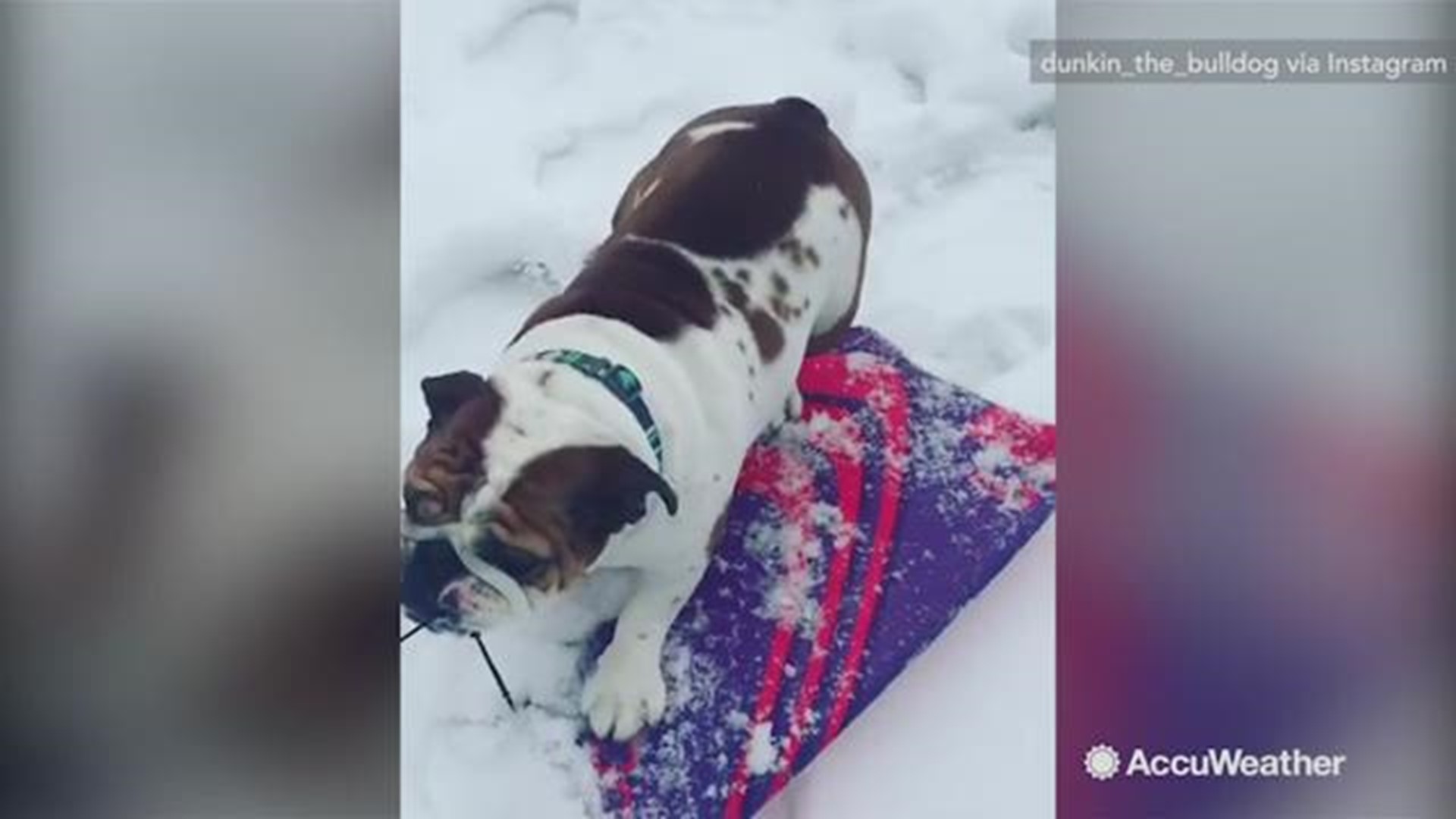 Adorable bulldog loves sledding in the snow