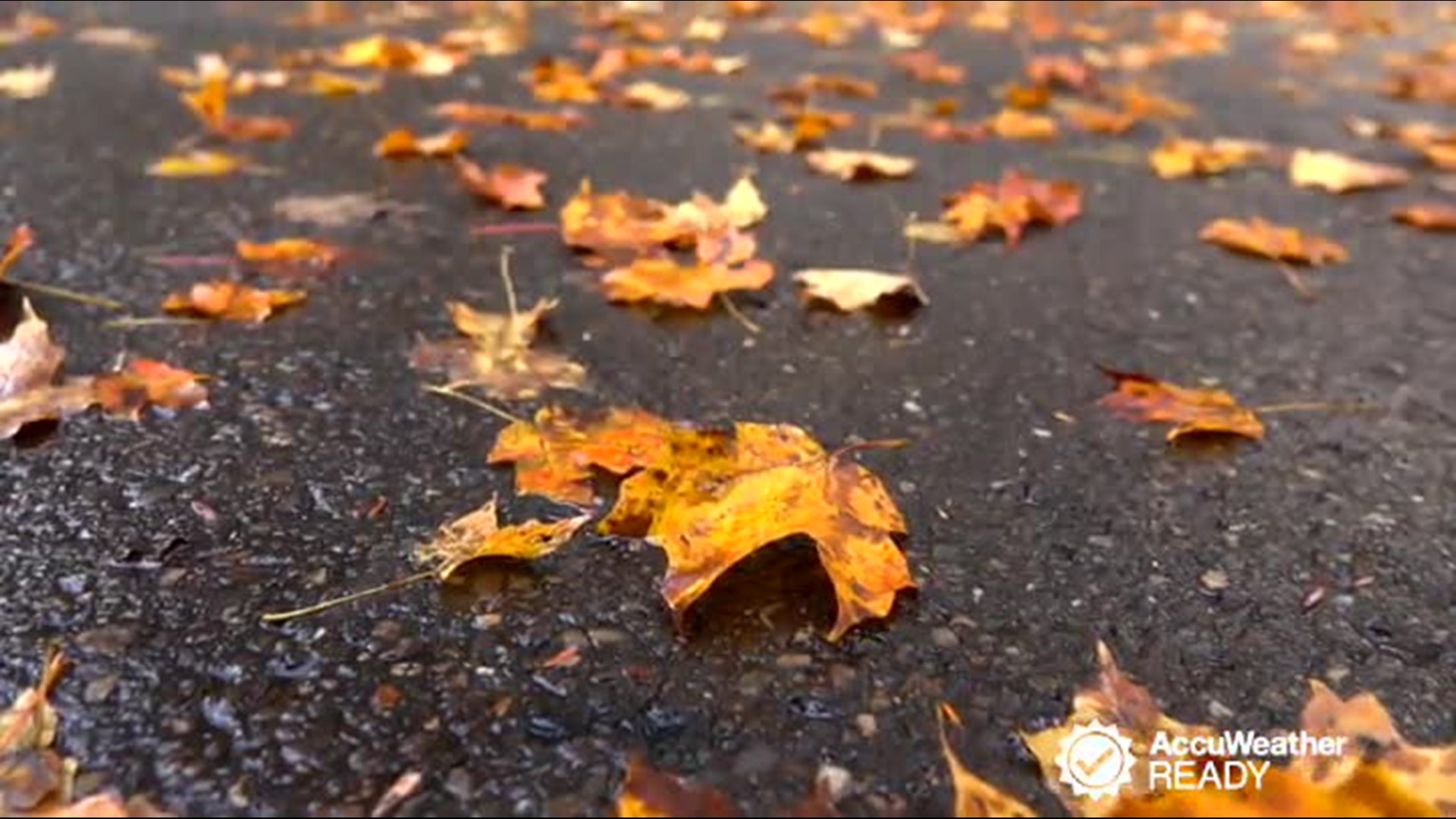 Autumn leaves are beautiful to look at and watch as they fall to the ground, but once they are on the ground, they can be dangerous to drive on, especially if it rains.