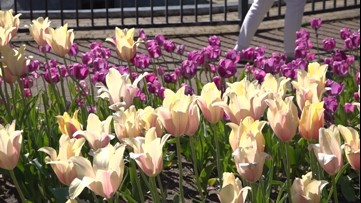 Tulip season is here - where to see breathtaking flowers