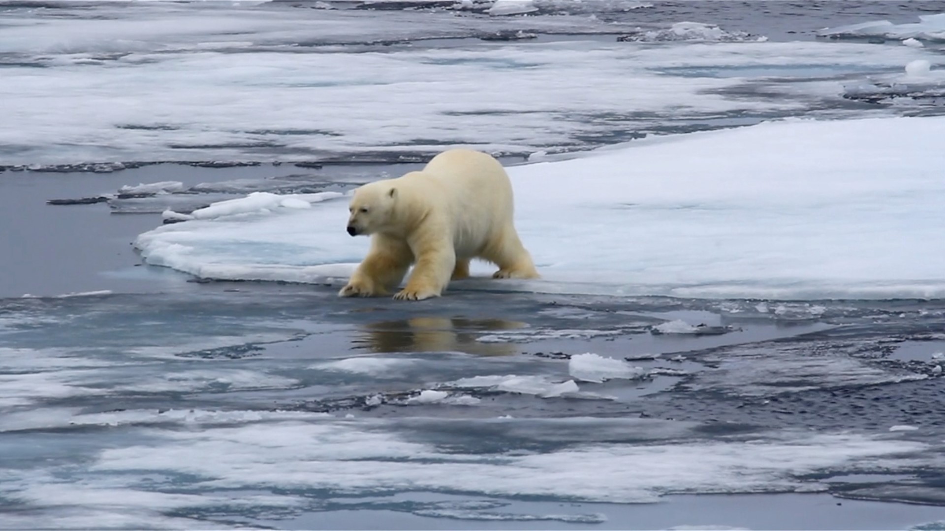 secret-polar-bear-population-discovered-in-an-unlikely-place-king5