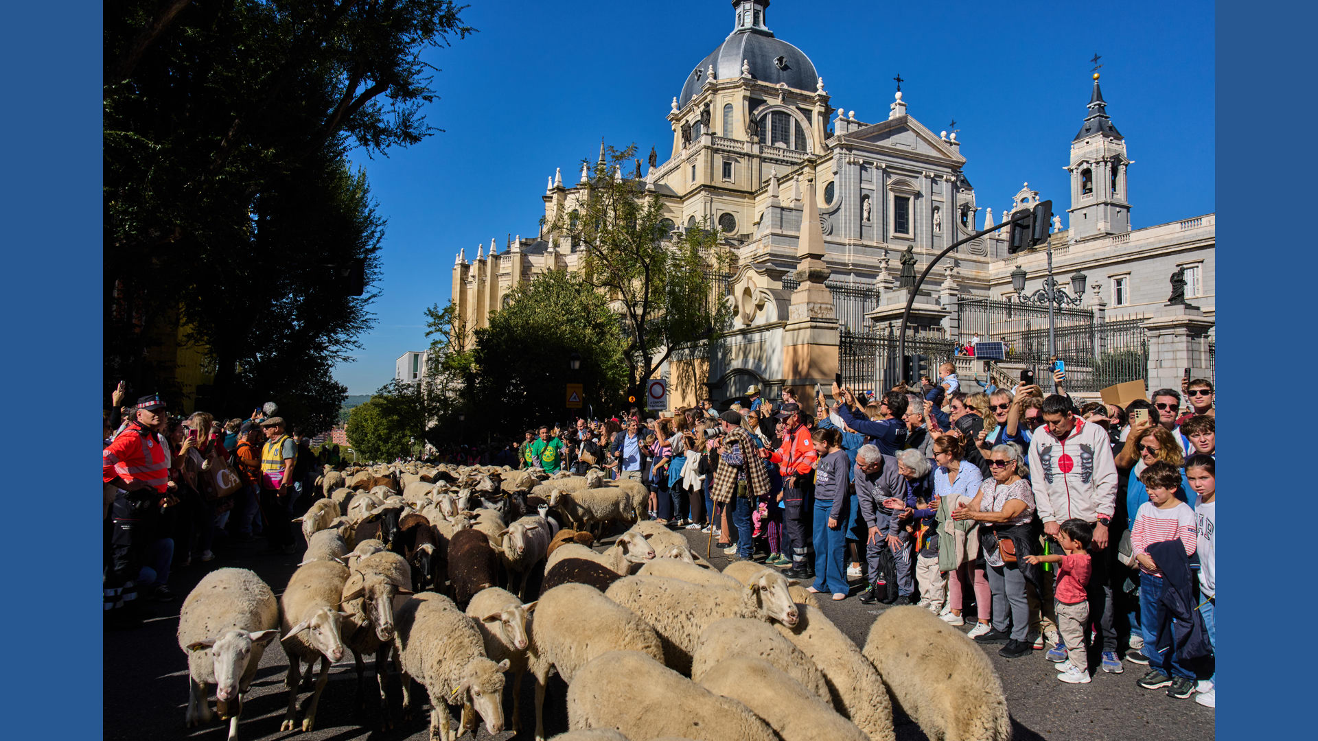 Washington Migration Routes Madrid festival reroutes thousands of sheep to avoid housing protest ...