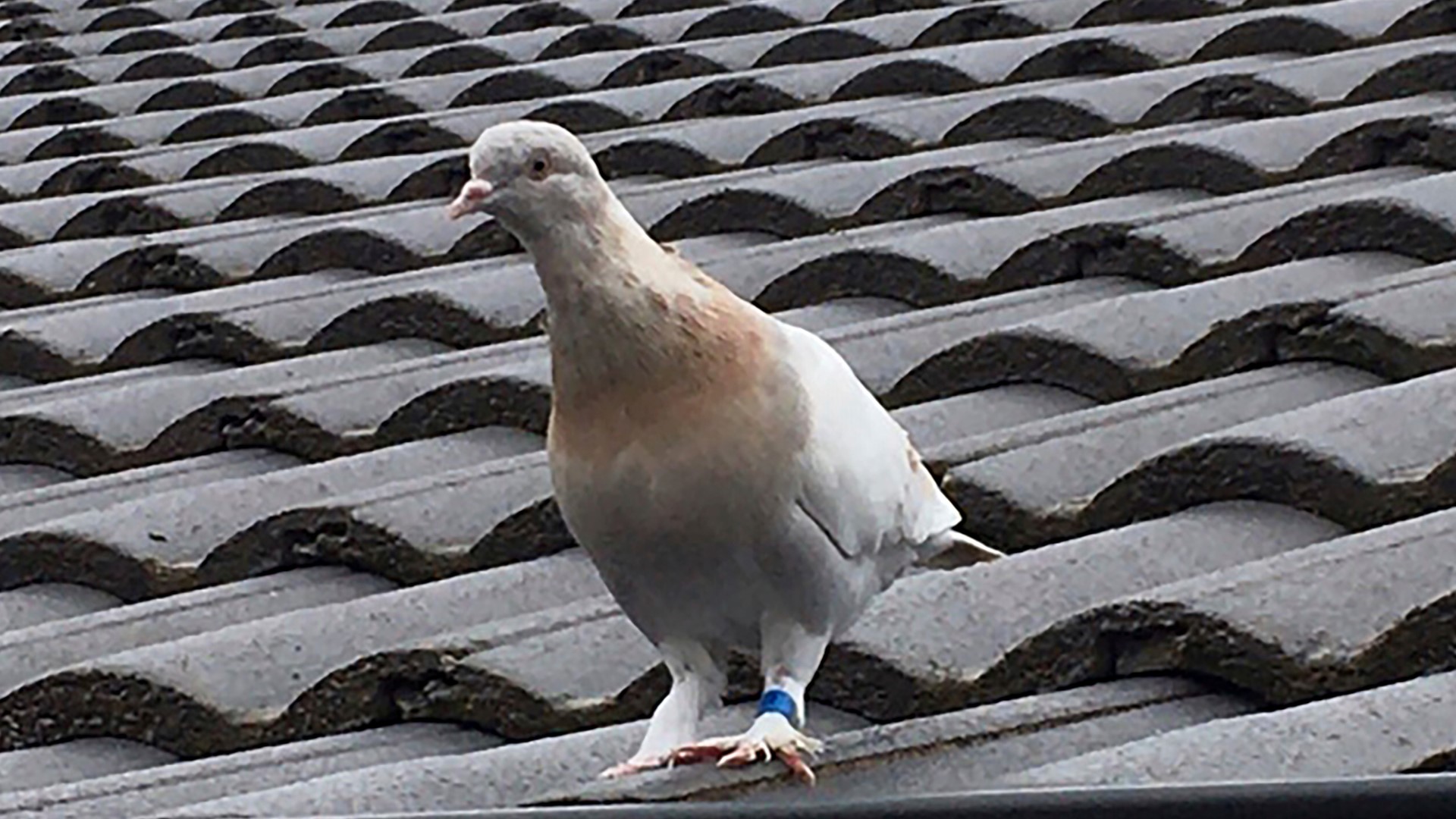 pigeon-in-australia-did-not-cross-from-us-after-all-king5