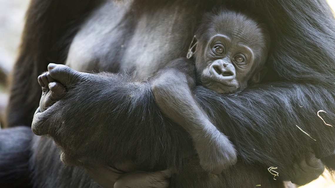 Baby gorilla badly injured in family skirmish at Seattle zoo | king5.com