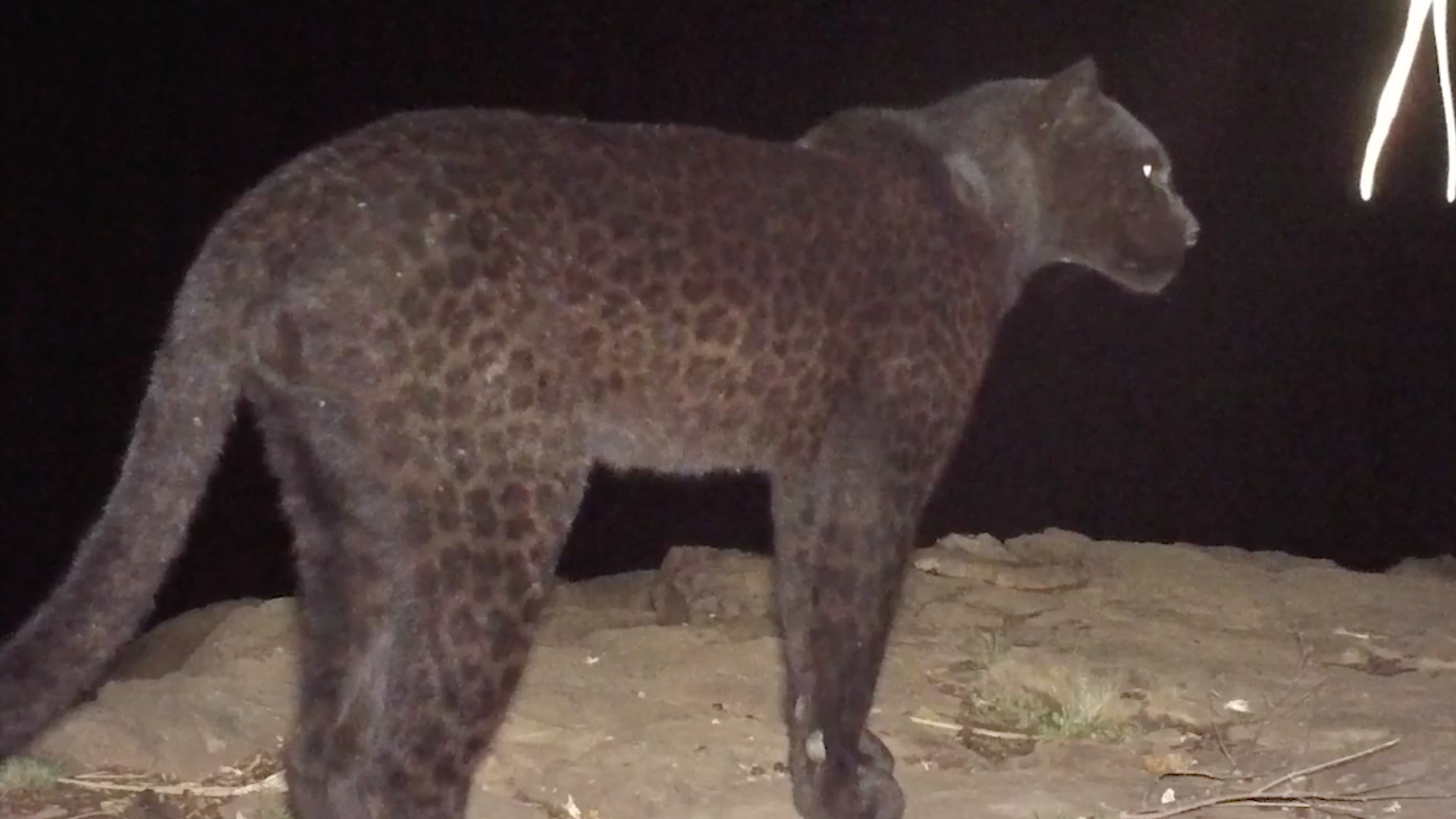 Rare 'black panthers' captured on camera in Kenya | king5.com