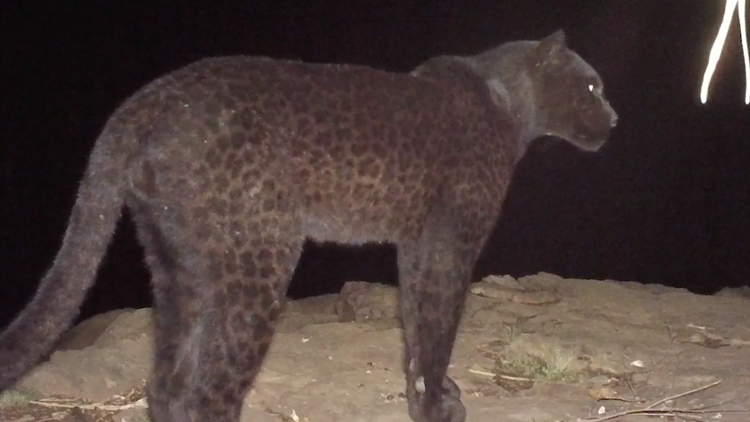 Rare Black Panthers Captured On Camera In Kenya King5 Com