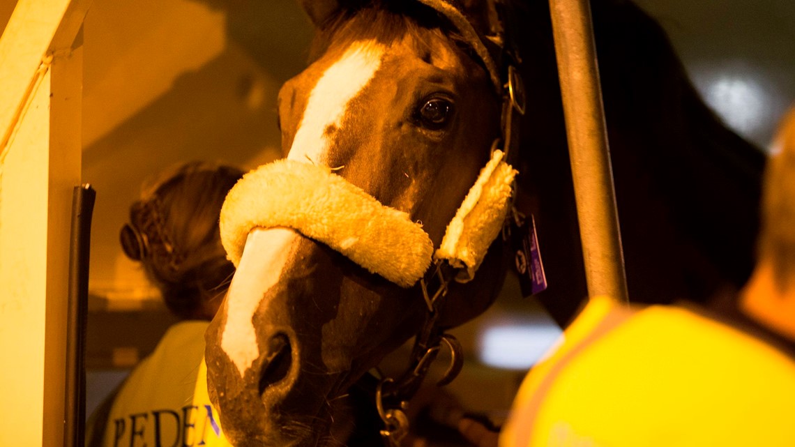 How are horses transported to the Olympics?