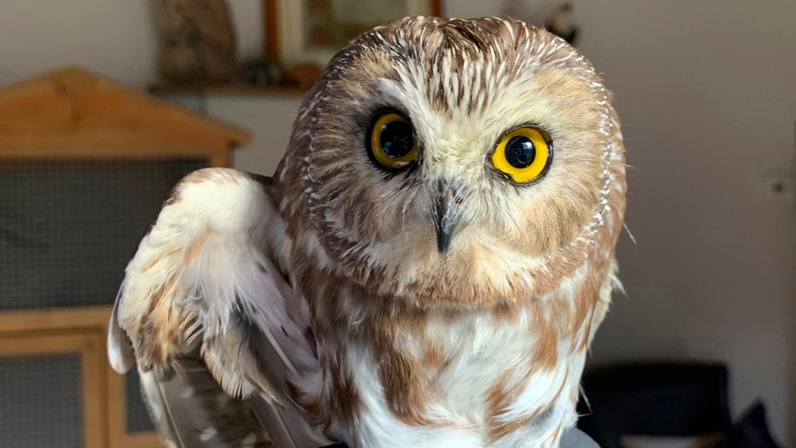 Rockefeller Center Christmas tree owl released back into the wild