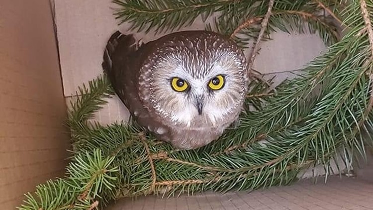 Saw Whet Owl Found Inside Rockefeller Center Christmas Tree King5 Com