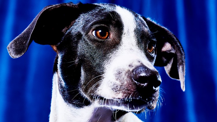 Meet the 3 Chicago-area dogs competing in the Puppy Bowl, and one is up for  adoption