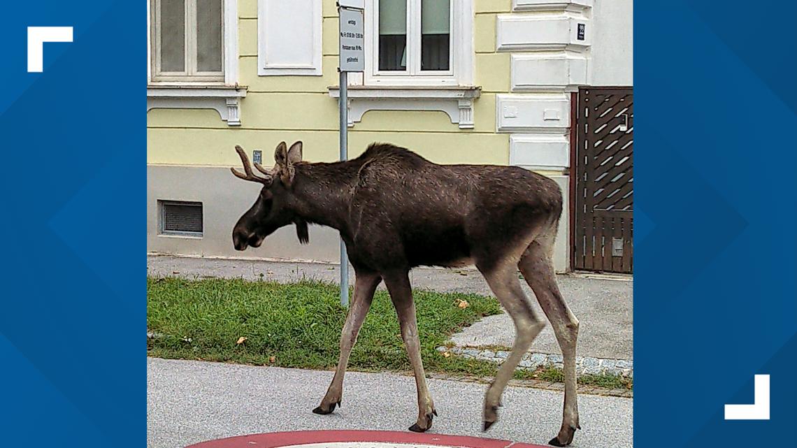 The adventures of Emil the moose keep a corner of Austria on its toes