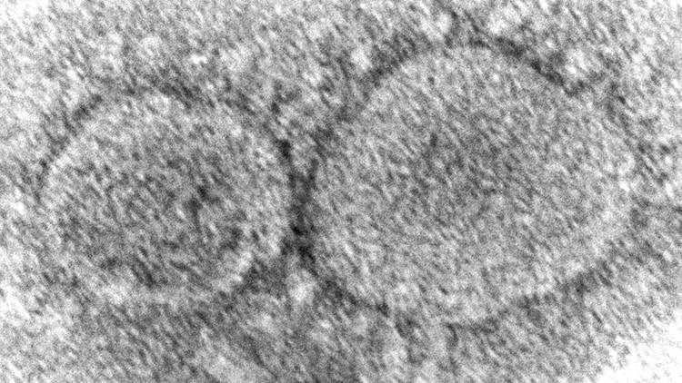 Dominant coronavirus mutant contains ghost of pandemic past