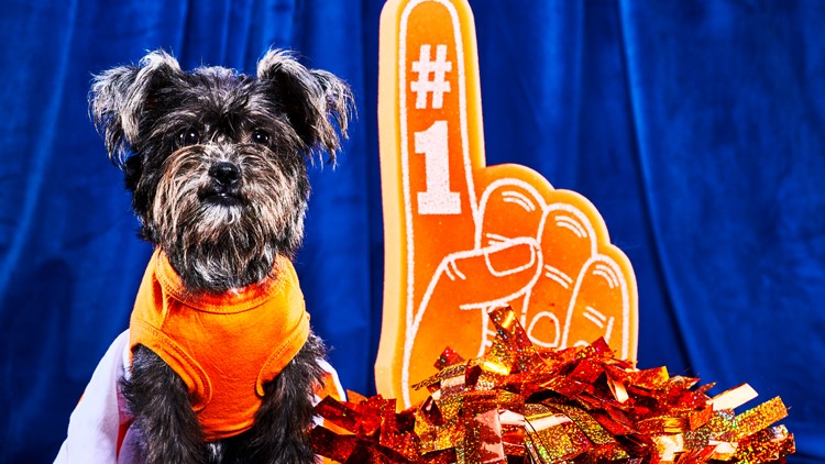 Puppy Bowl back for its 18th year on Super Bowl 2022