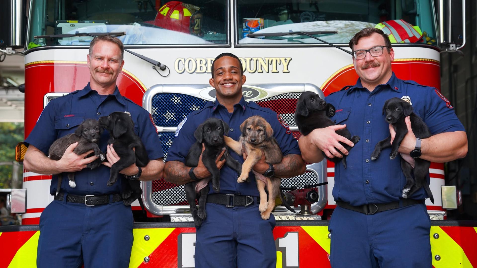 Georgia firefighters help emergency vet deliver 15 puppies | king5.com