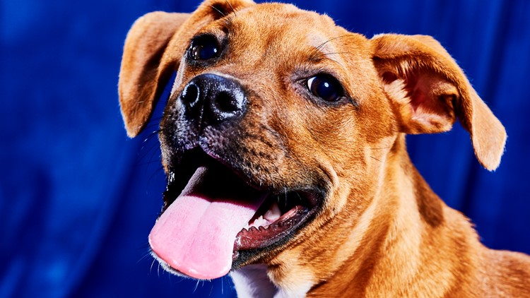 Puppy Bowl 2023 lineup: Meet the adoptable dogs, how to watch