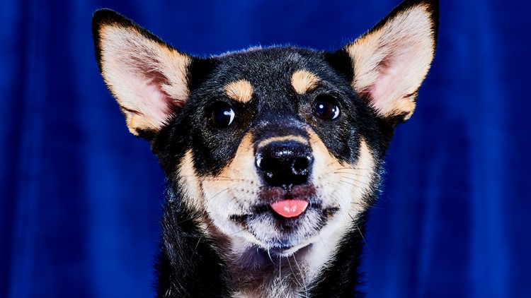 Meet the 3 Chicago-area dogs competing in the Puppy Bowl, and one is up for  adoption