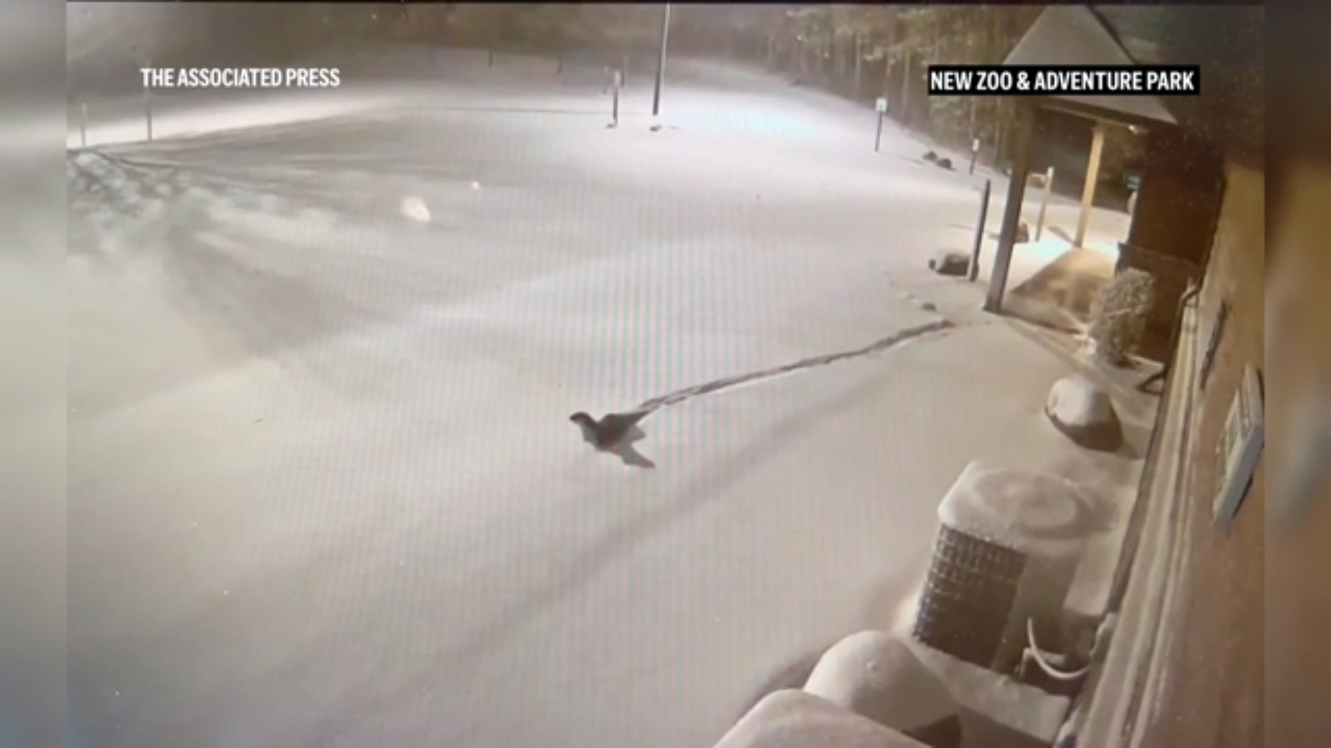 River otters escape Wisconsin zoo enclosure for a snow day