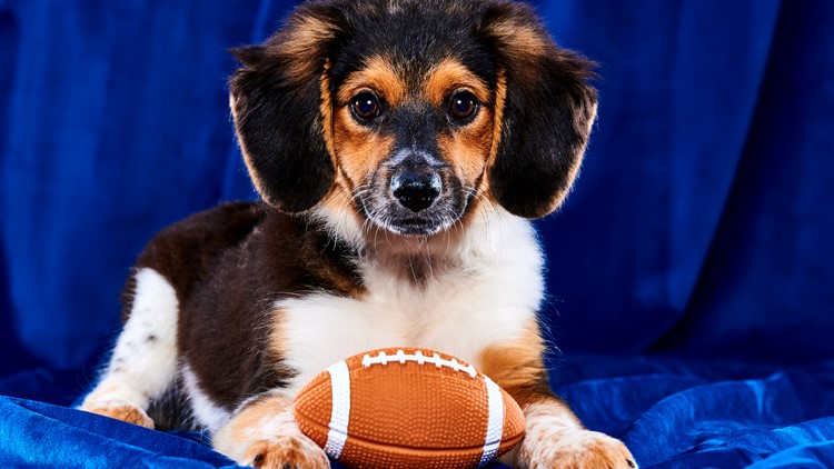 Local rescue to compete in 2023 Puppy Bowl