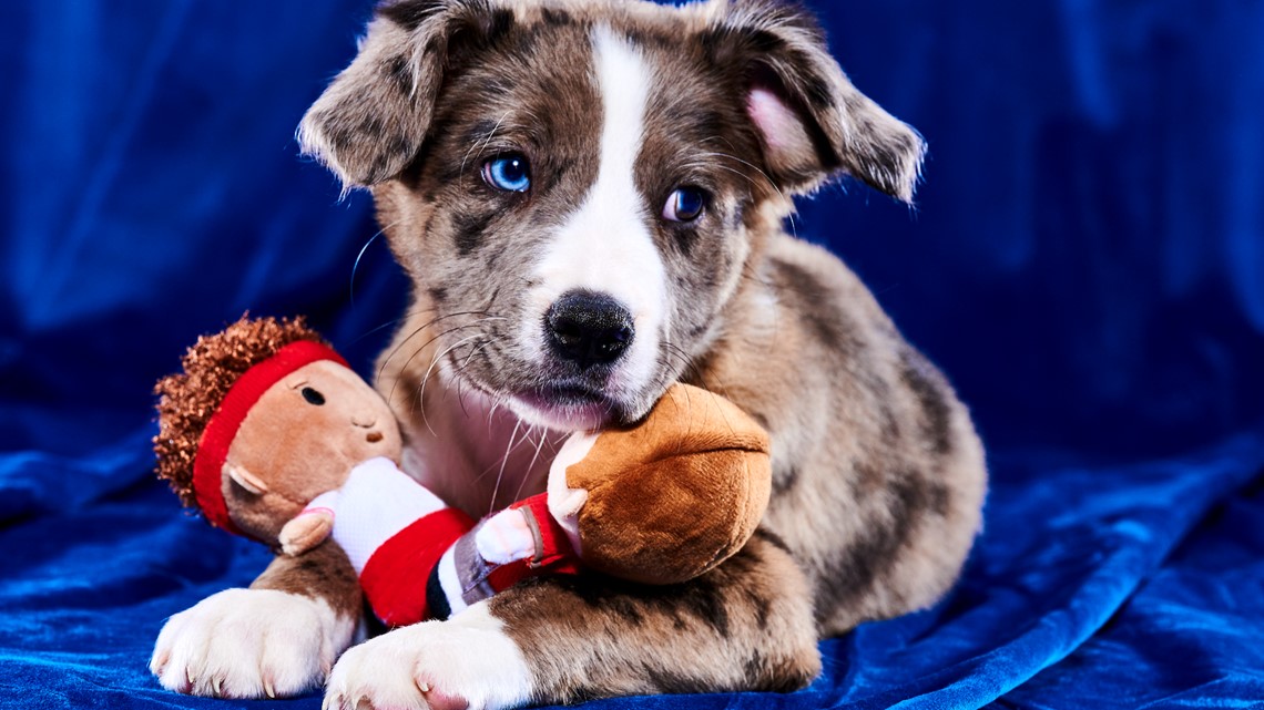 Puppy Bowl 2023 lineup: Meet the adoptable dogs, how to watch