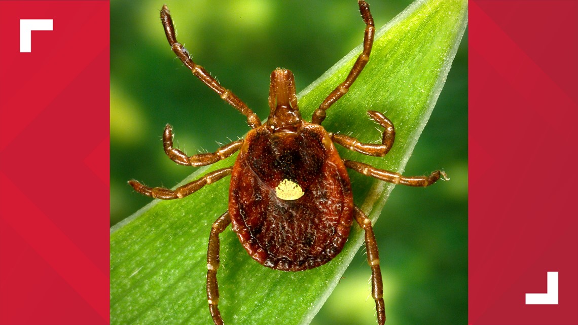 Photo inspiration: Cdc Red Meat Allergy Caused By Tick Bites Becoming More Photo Inspiration