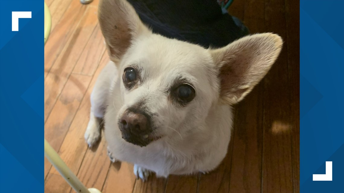 Meet Spike, the world's oldest living dog