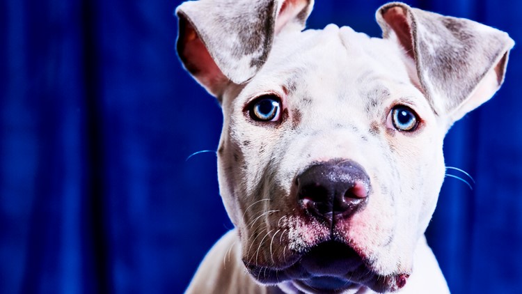 Puppy Bowl 2023 lineup: Meet the adoptable dogs in the game