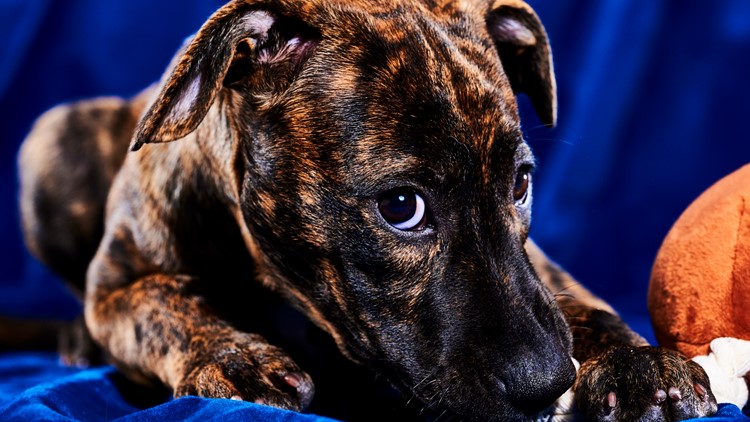 Meet This Year's Philly-Area Puppy Bowl Contestants