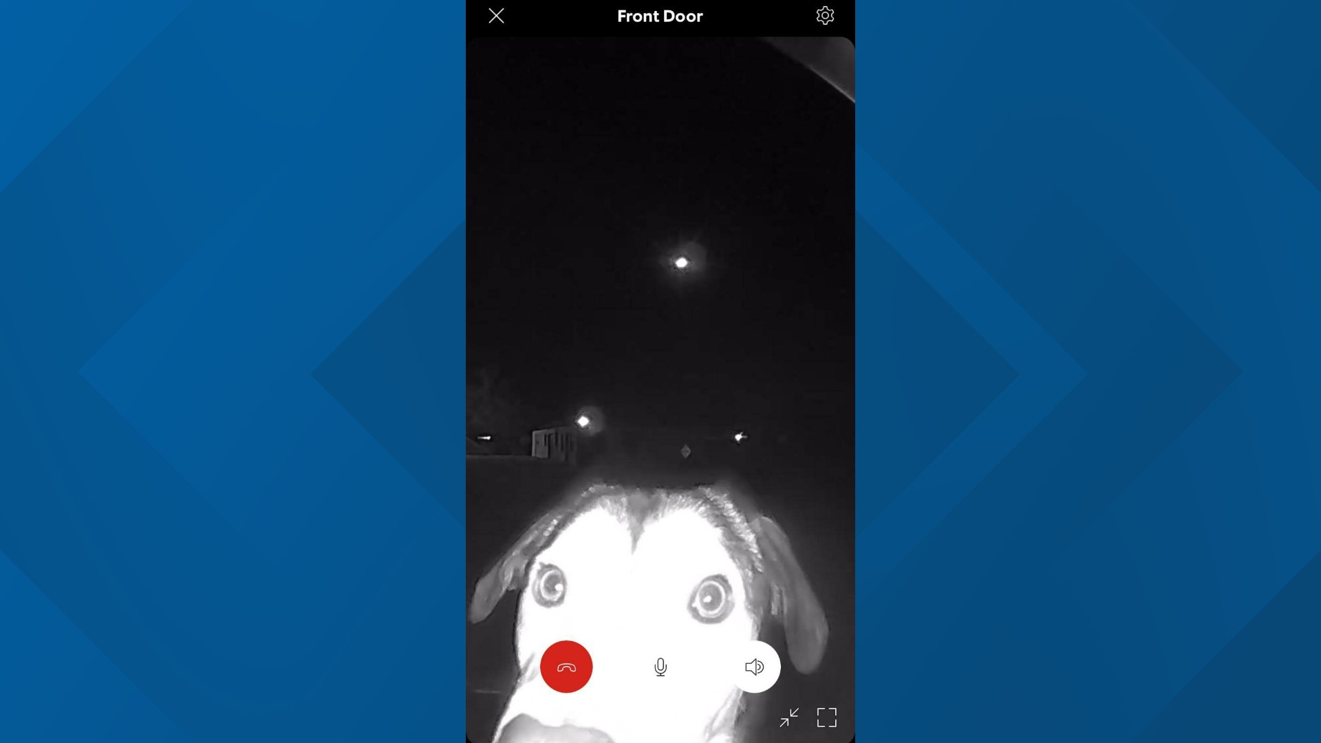 Lost rescue dog returns to Texas shelter, rings doorbell