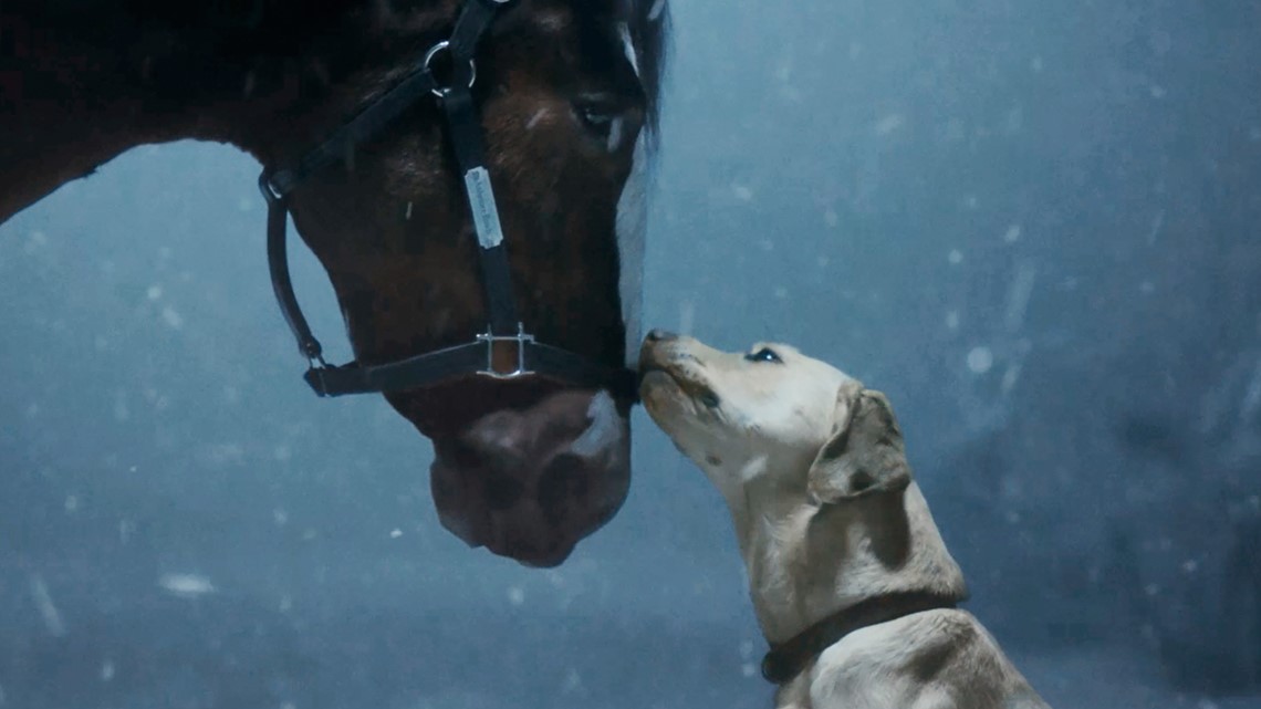 Budweiser Super Bowl ad 2024: Clydesdales, Labrador return - Vimarsana News