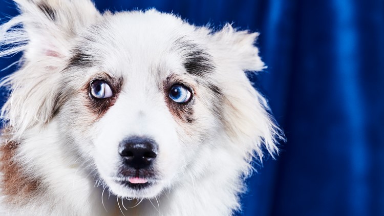 Puppy Bowl 2023: Delaware Valley rescue dogs to compete - WHYY