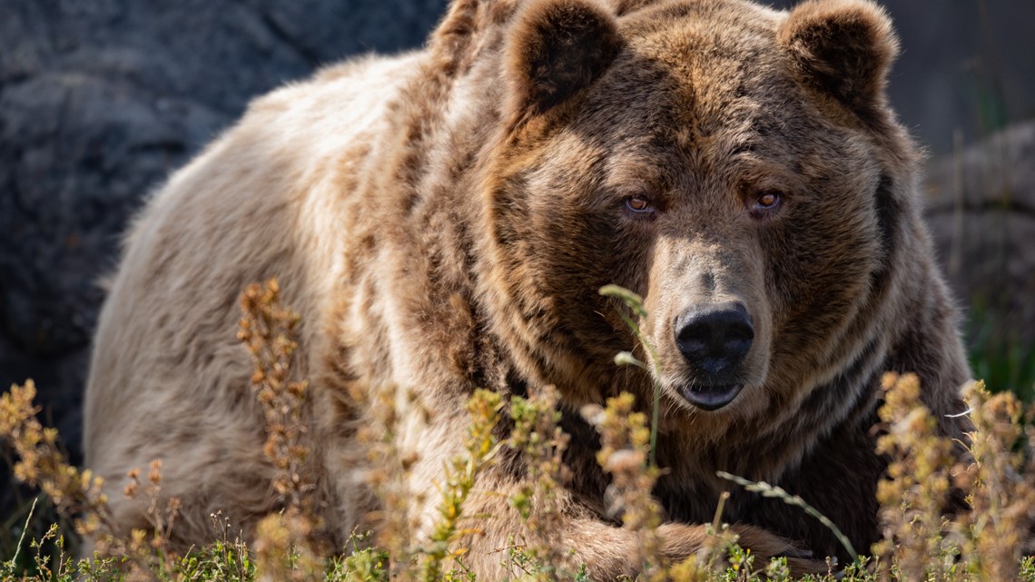 Take action for North Cascades grizzly bears