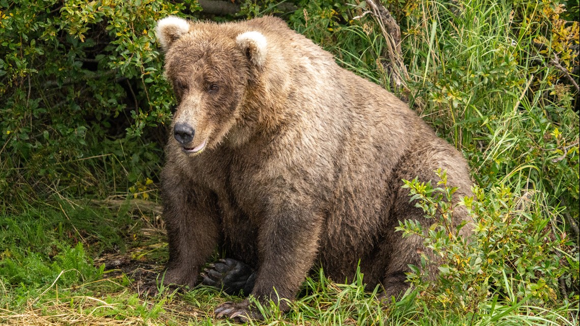 The Fat Bear Week finals are here. Which fat bear will reign supreme?