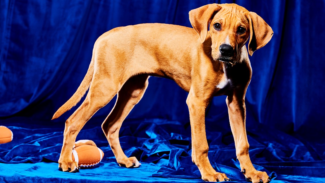 A Seattle puppy will compete in Puppy Bowl 2023