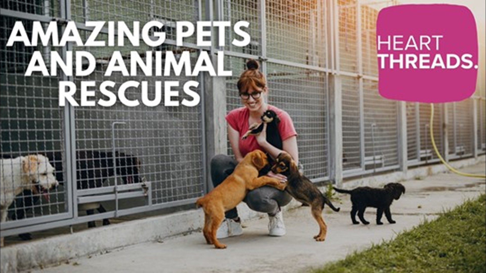 Heartwarming stories of animals rescued from bad situations and the people who are giving them a new outlook on life.