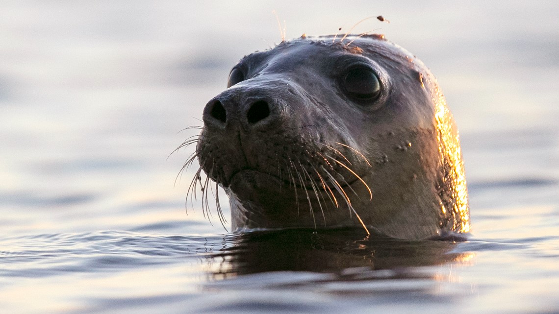 Unusual number of Maine seal deaths linked to bird flu, feds say