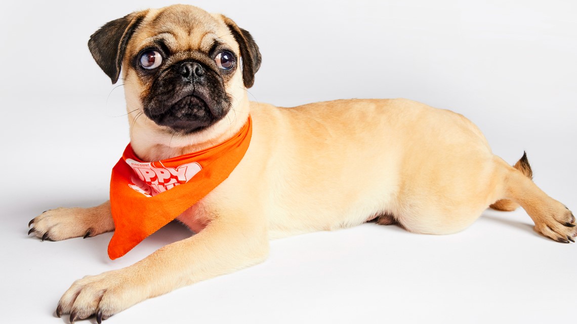 PHOTOS: See the adorable 2024 Puppy Bowl starting lineup - Vimarsana News