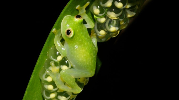 A transparent frog hides its red blood cells while sleeping : NPR