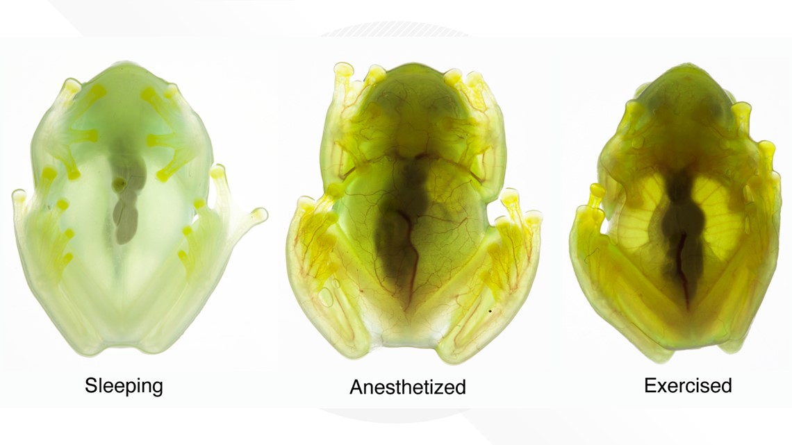 Sleeping glass frogs hide by storing most of their blood in their liver