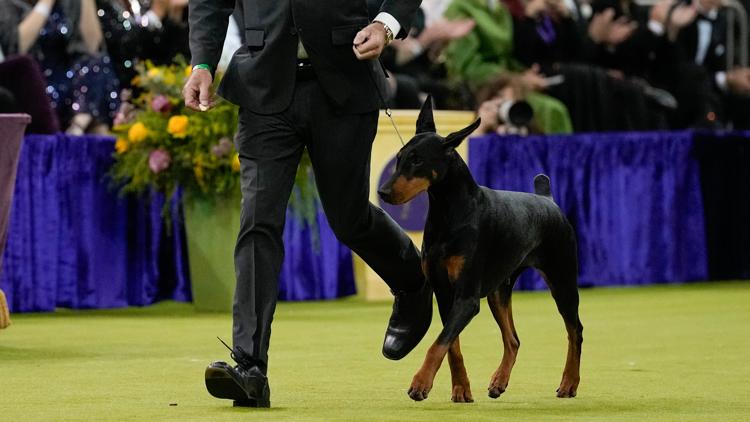 Penny, a doberman pinscher, competes in the Best in Show judging of the 150th Westminster Kennel Club Dog Show, Tuesday, Feb. 3, 2026, in New York.