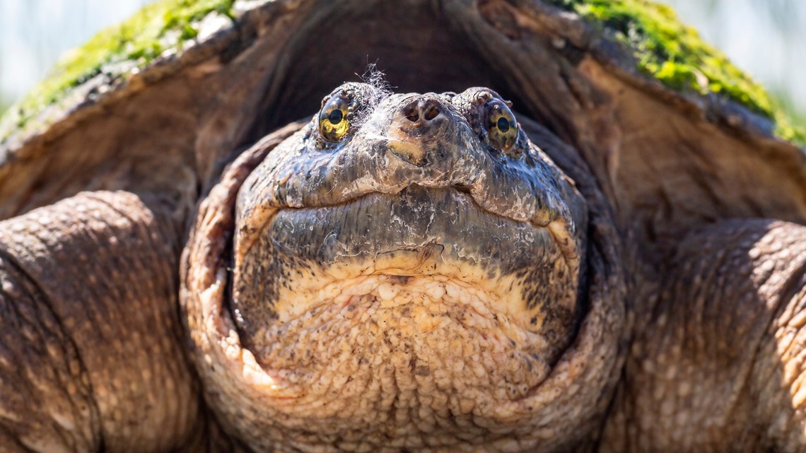 Chicago River Snapping Turtle: Kayaker encounter goes viral - Vimarsana News
