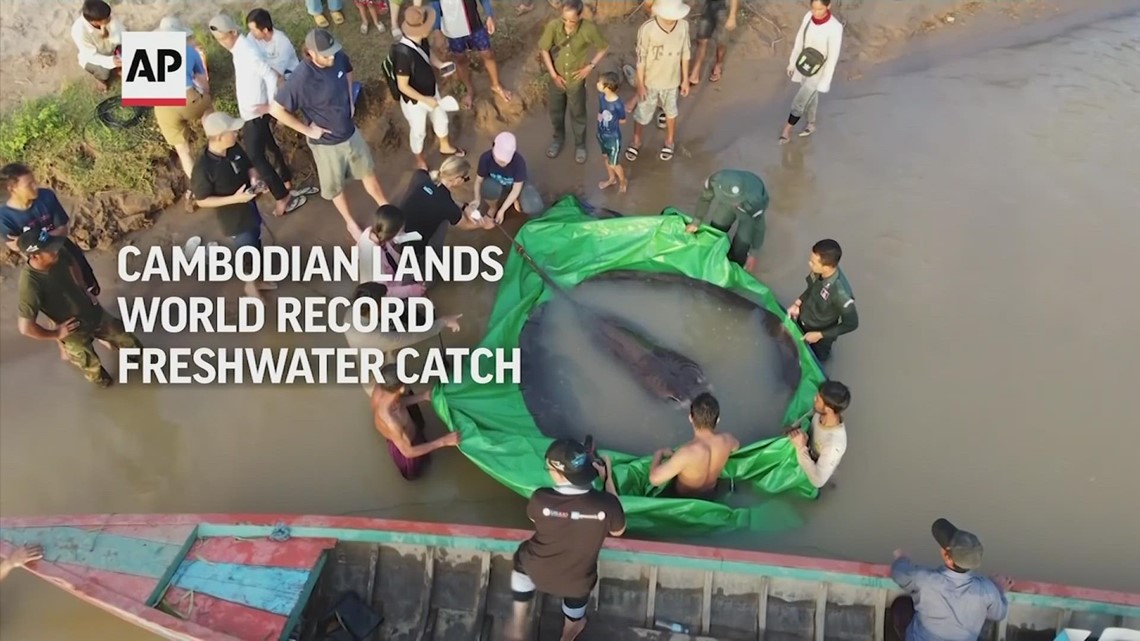 World record catch: 660-pound stingray caught in Cambodia