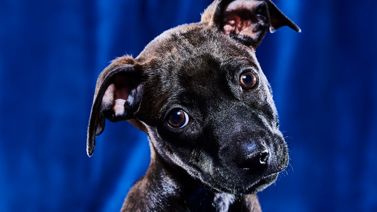 PAW Patrol on Instagram: “🐶 Puppy Bowl >> Super Bowl. Am I right