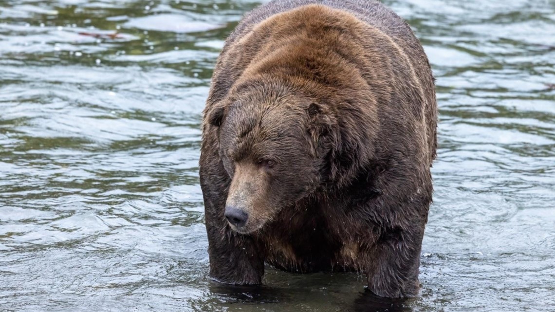 15 Bear Idioms to Celebrate Fat Bear Week 2022 — LinguaLinkDC