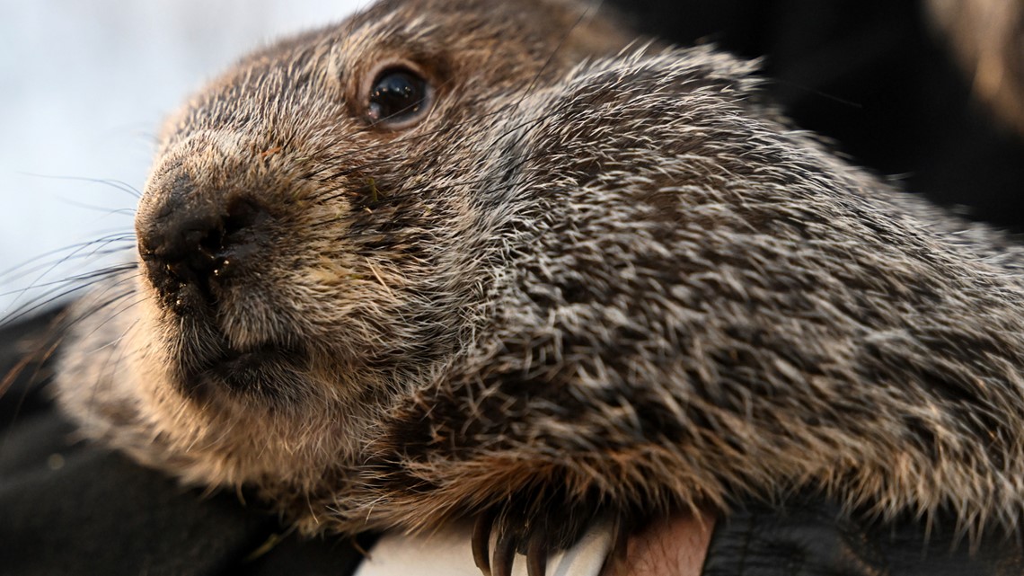 When is groundhog day? | king5.com - Vimarsana News